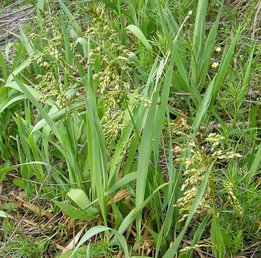 Растение зубровка как выглядит Hierochloe repens - Image of an specimen - Plantarium