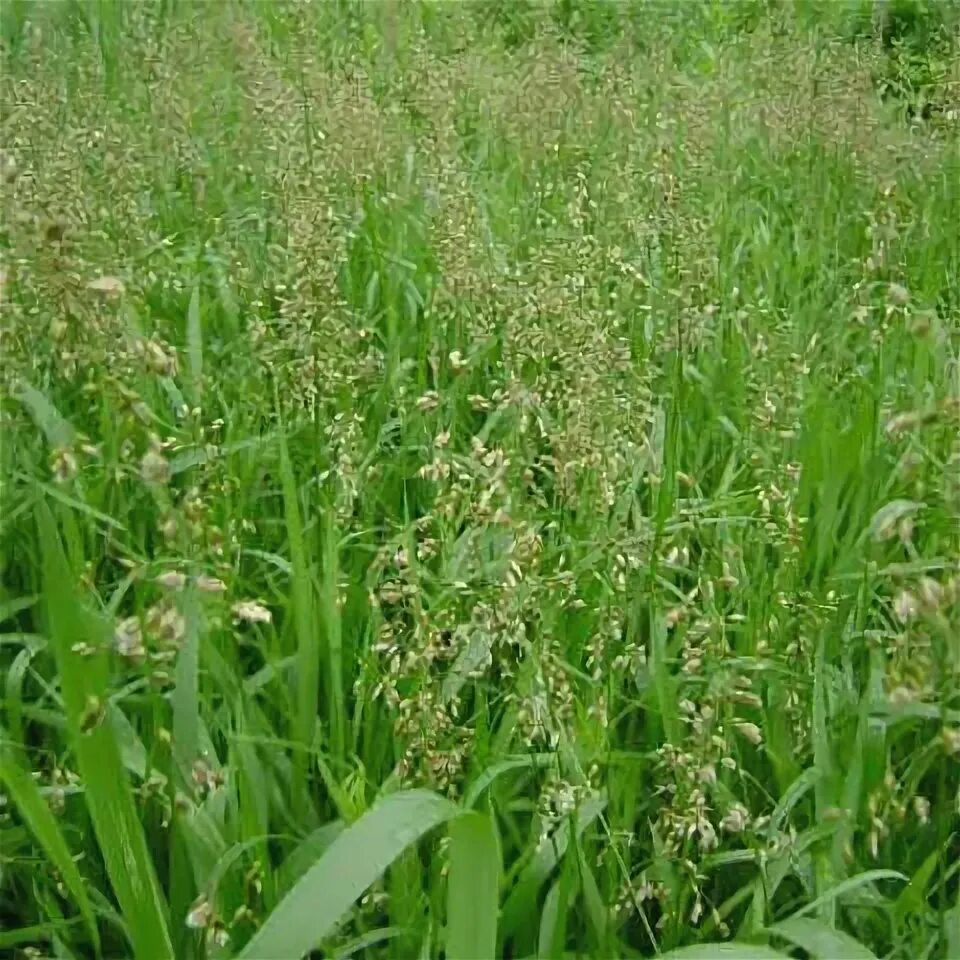 Растение зубровка как выглядит Sweet Grass, Athoxanthum Hirtum - Designs By Nature, LLC, Sweetgrass