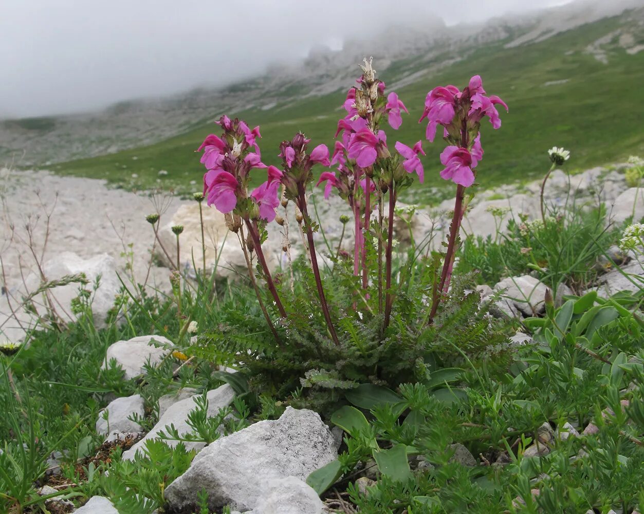 Растения алтайского заповедника фото Pedicularis nordmanniana - Image of an specimen - Plantarium