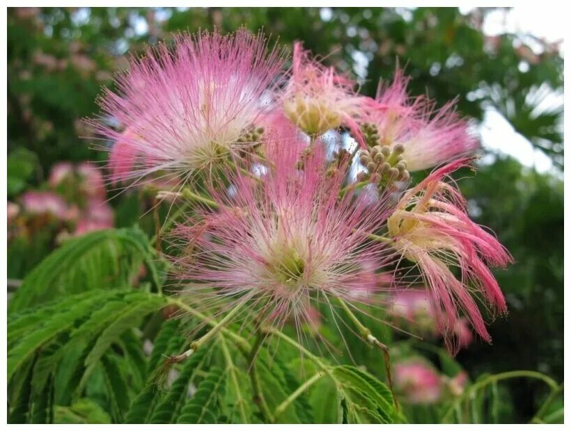 Растения анапы фото и названия Альбиция высокорослая (лат. Albizia Procera) семена 15шт - купить в интернет-маг