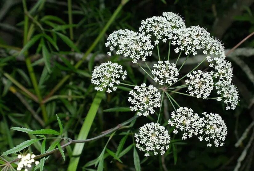 Растения болиголов как выглядит Las 5 plantas mas venenosas del planeta