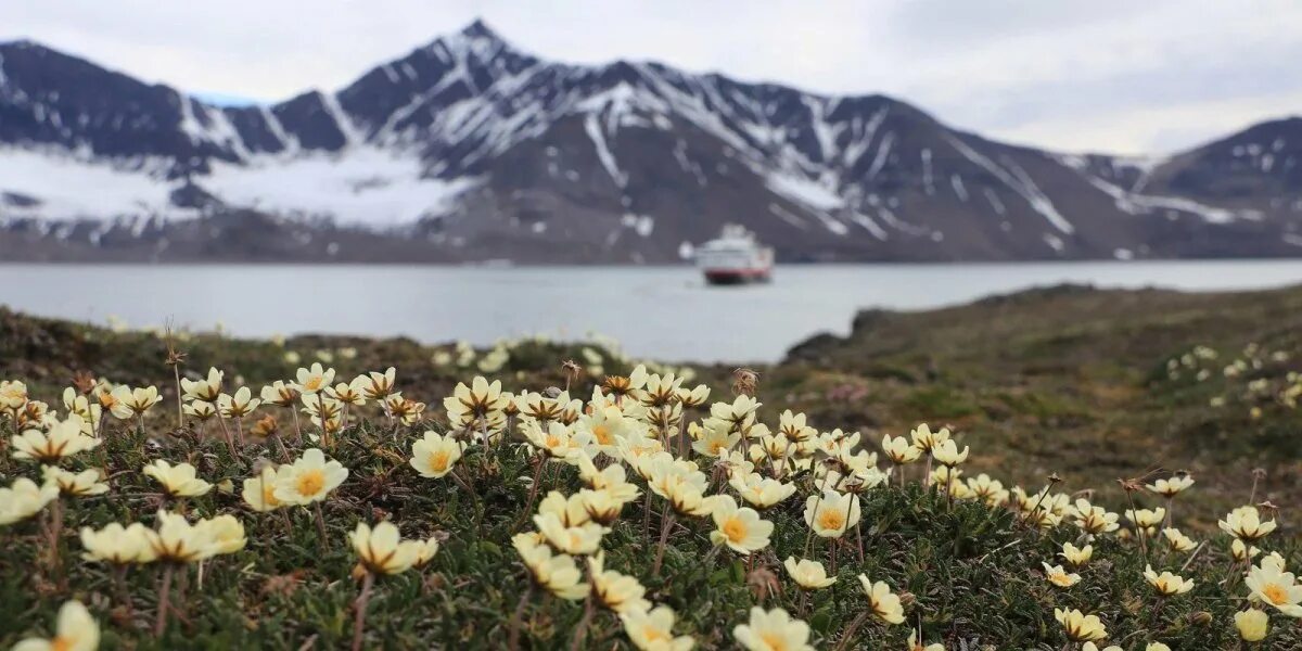 Растения большого арктического заповедника фото Белые цветы на севере - 76 фото