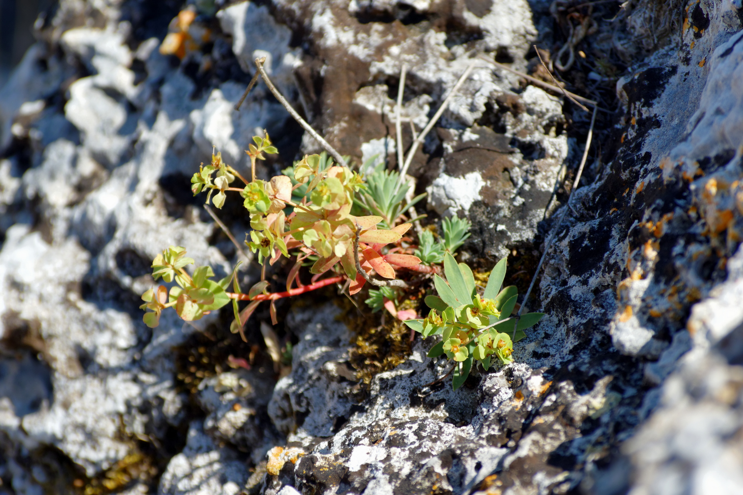 Растения большого арктического заповедника фото File:Kazantyp Kazantypskyi State Nature Reserve plant IMG 2720 1725.jpg - Wikime