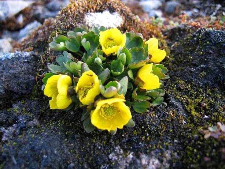 Растения большого арктического заповедника фото Svalbard's vegetation - The Cruise Handbook for Svalbard Plants, Alpine plants, 