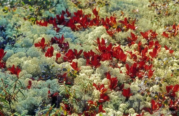 Растения большого арктического заповедника фото Putorana Plateau Natural heritage, Nature, Heritage