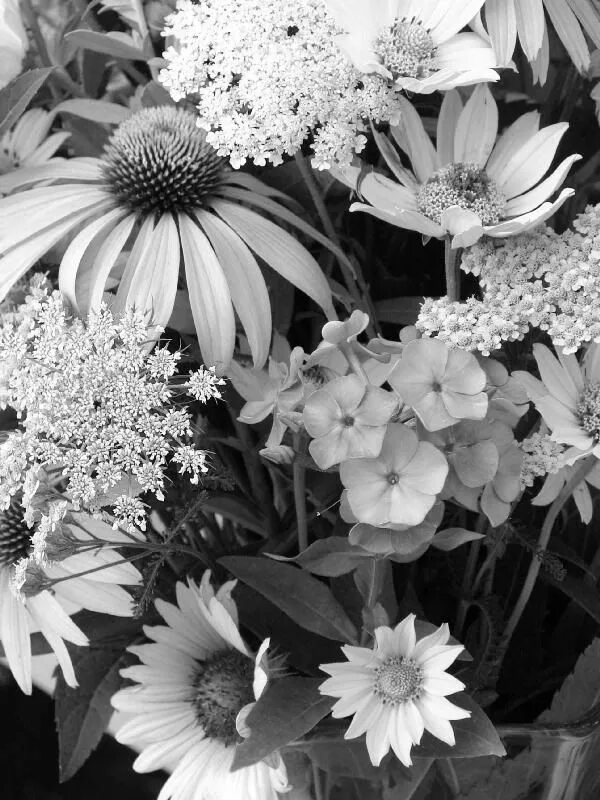 Растения черно белое фото Black And White Photography Flowers - Bing Images Фотография цветов, Белая фотог