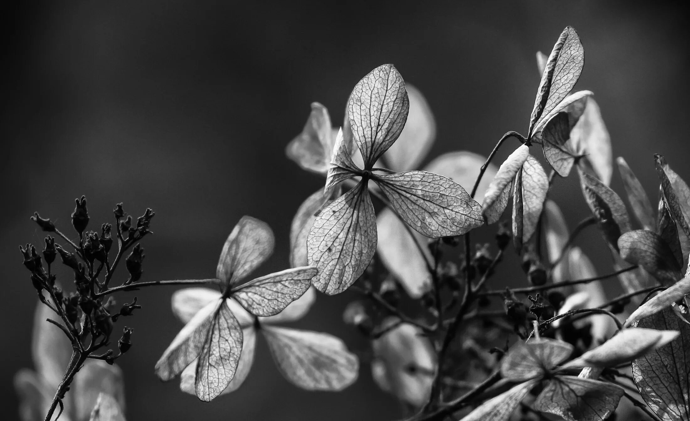 Растения черно белое фото Wallpaper : flowers, garden, nature, plants, branch, Frankfurt, frost, blossom, 