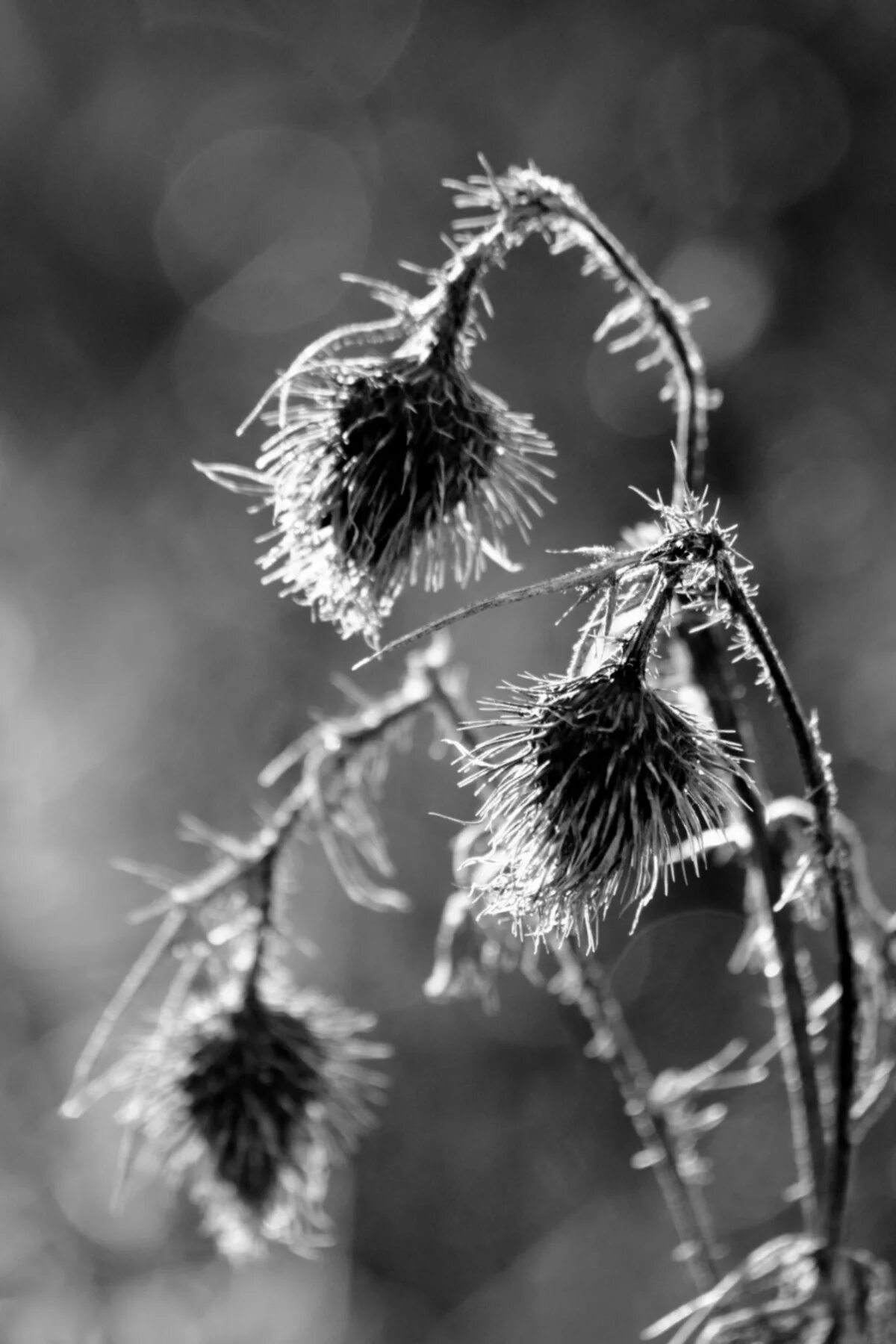 Растения черно белое фото Free Images : nature, branch, blossom, sharp, needle, black and white, leaf, flo