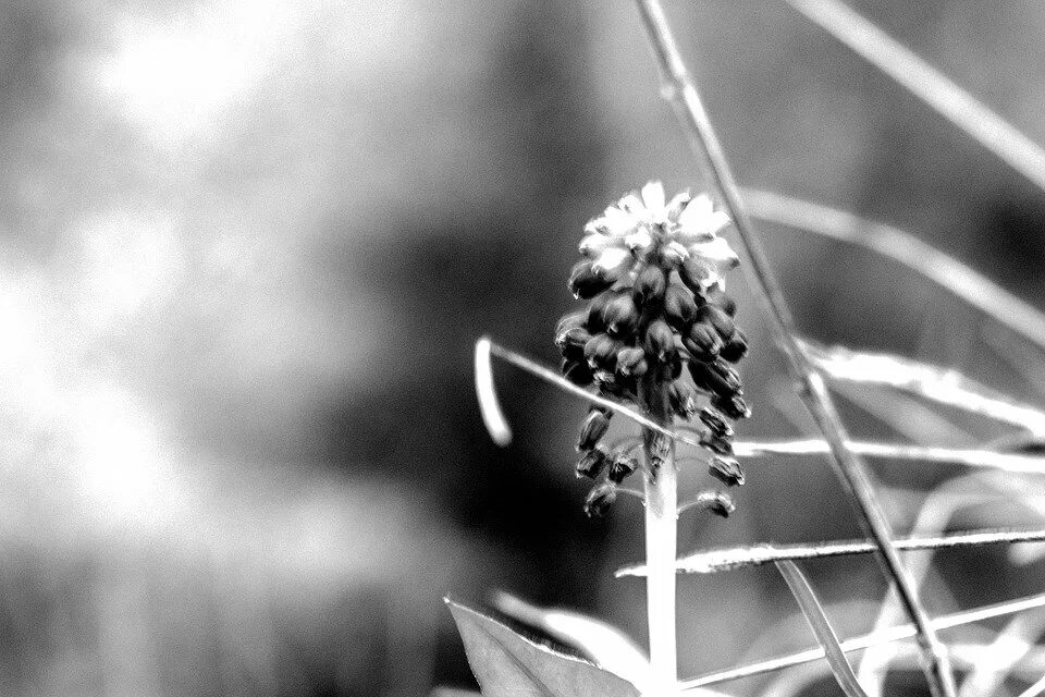 Растения черно белое фото Monochrome, Bw, Flower, Black And White, Flora, Flowers - Steemit