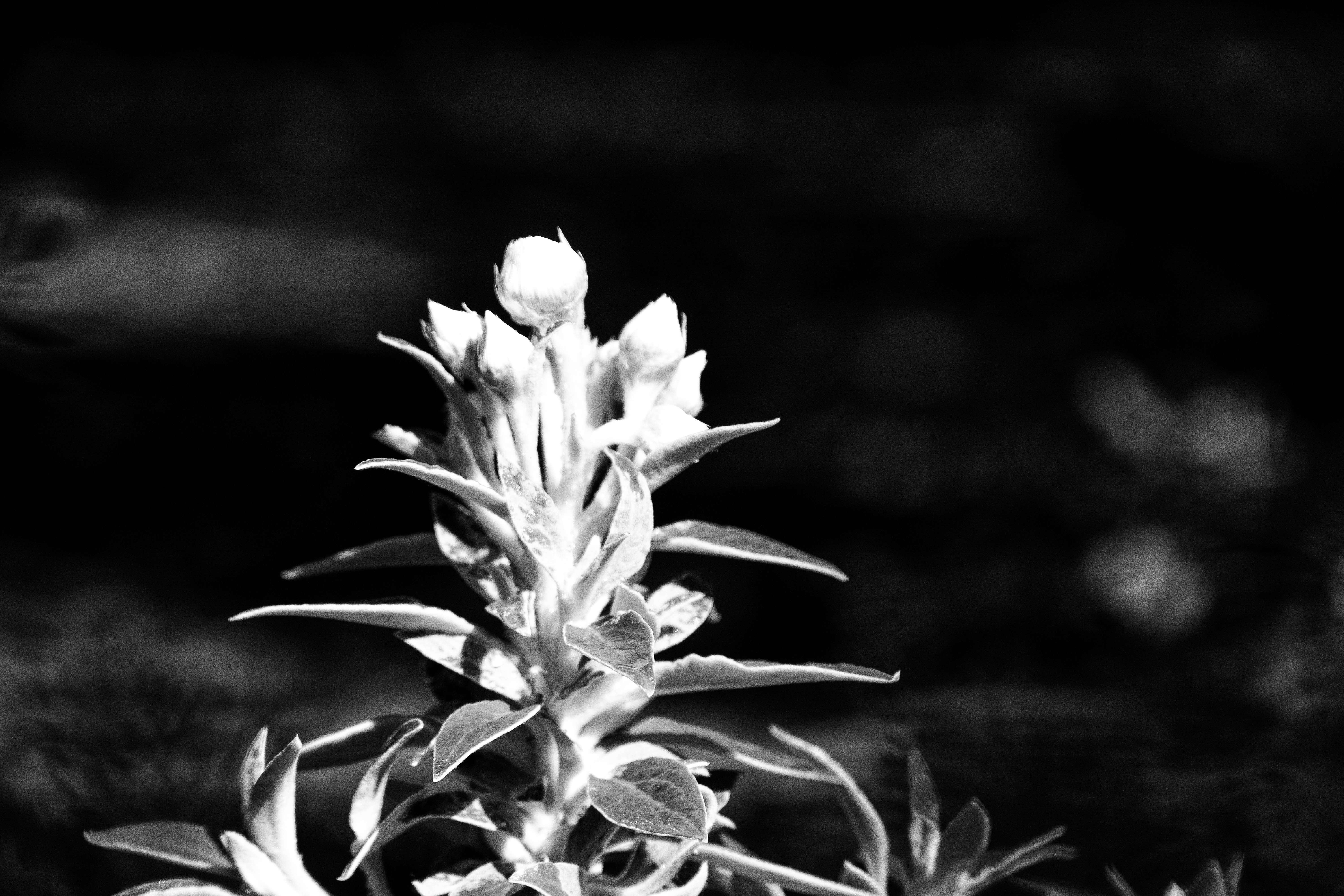 Растения черно белое фото Free Images : branch, black and white, leaf, flower, petal, darkness, botany, fl