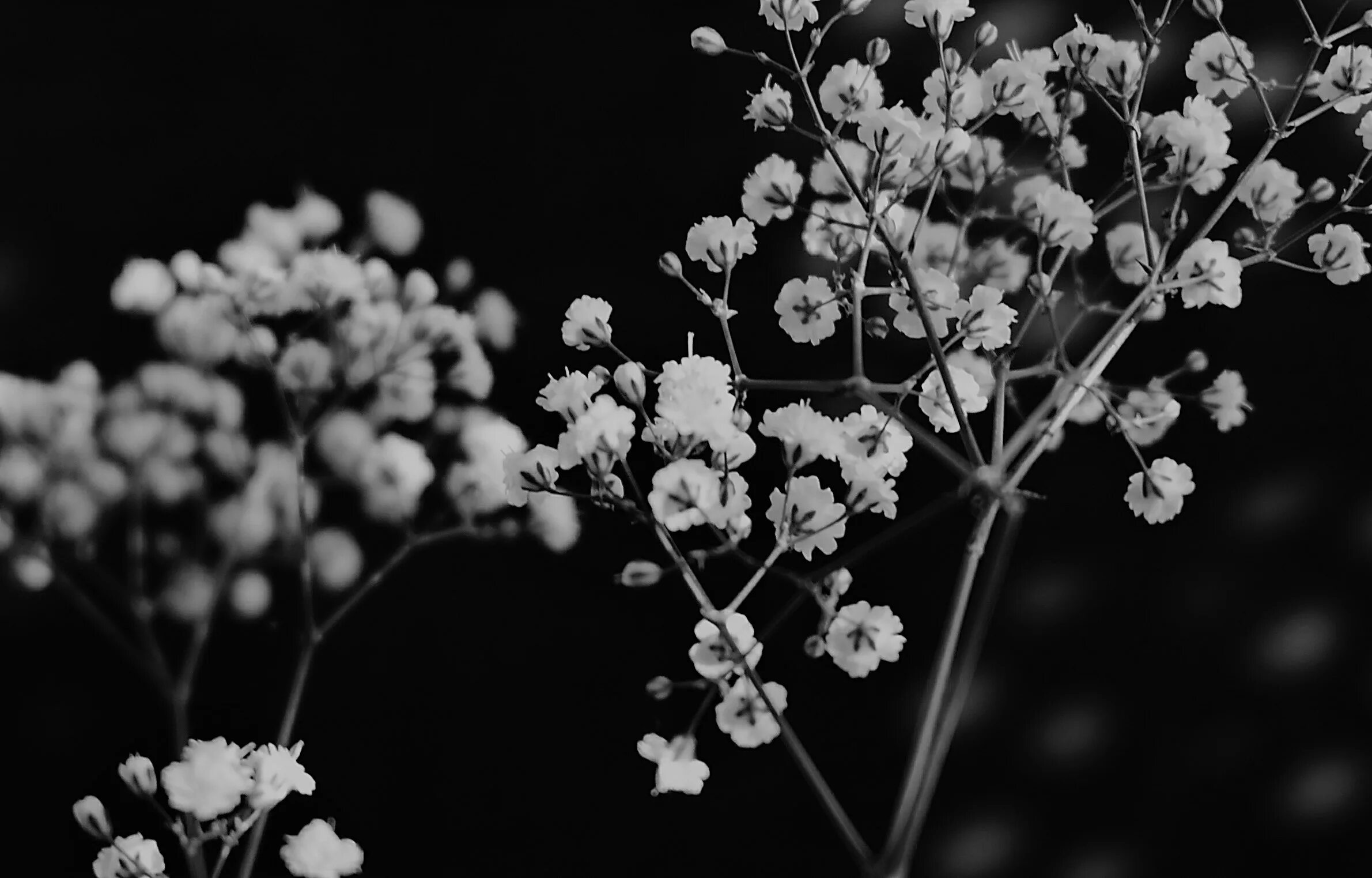 Растения черно белое фото Сообщество Steam :: :: Pale Flowers