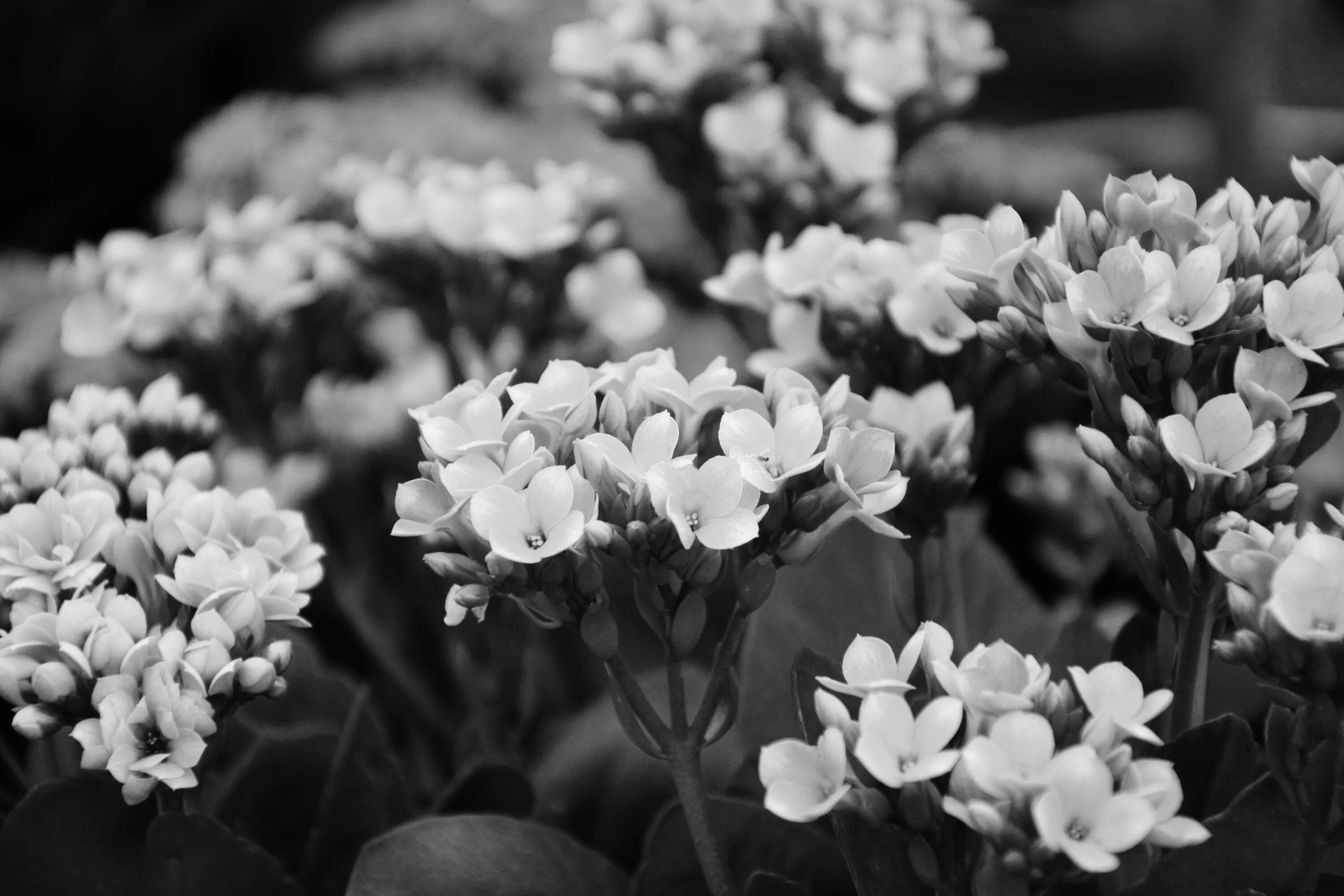 Растения черно белое фото Flowers Photo Black White Plant free image download