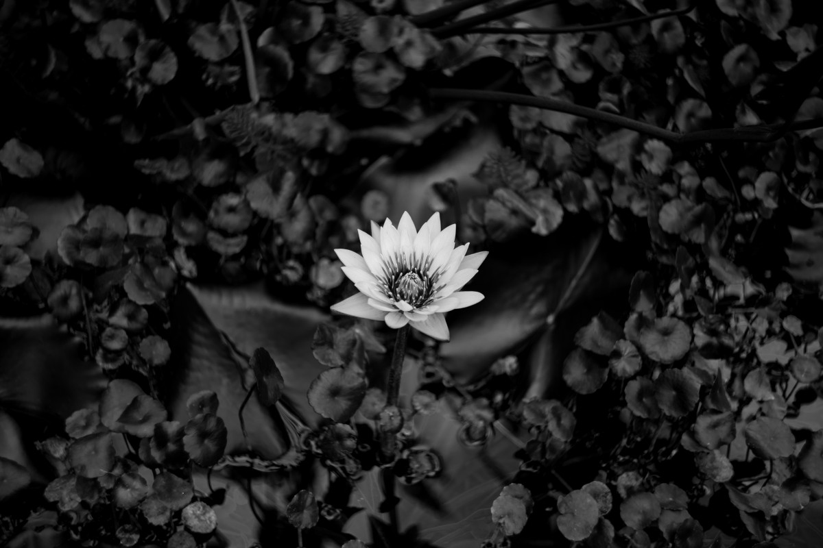 Растения черно белое фото Free Images : branch, blossom, black and white, plant, sunlight, leaf, flower, p