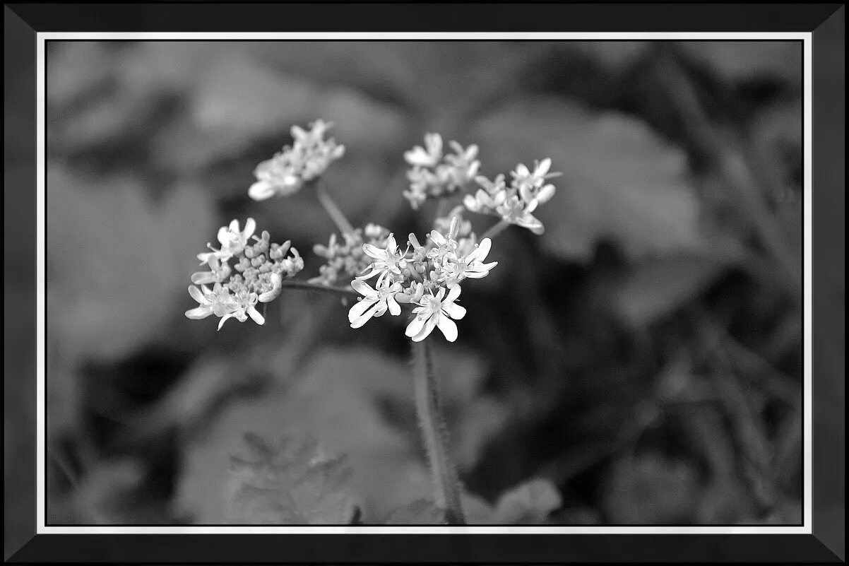 Растения черно белое фото чб flower :: Nelly G - Социальная сеть ФотоКто