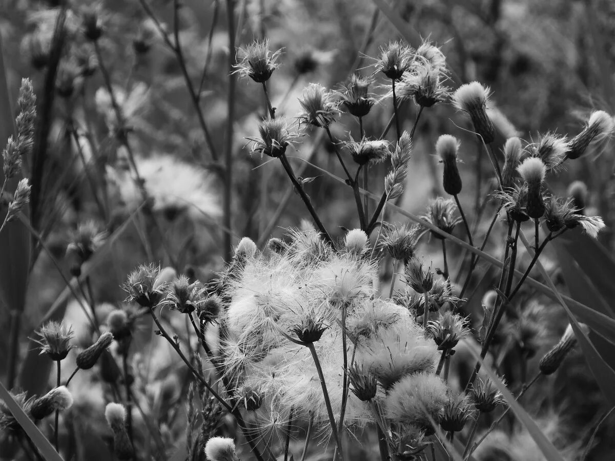 Растения черно белое фото Free Images : tree, nature, forest, grass, branch, black and white, meadow, sunl