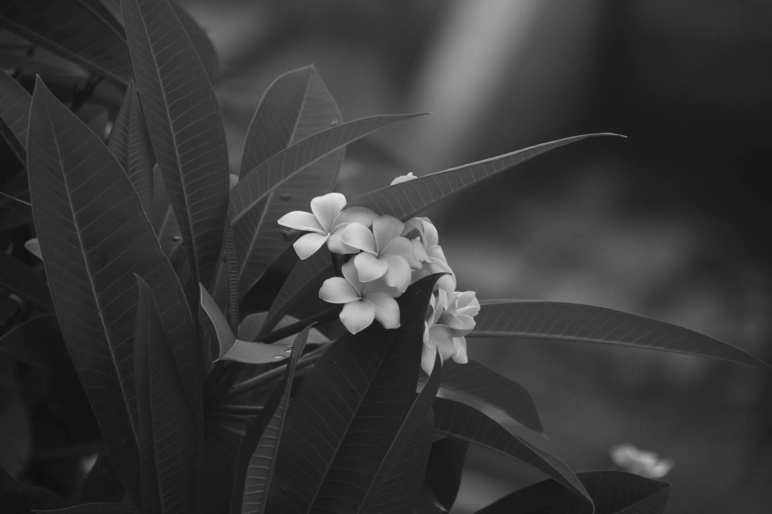 Растения черно белое фото Free Images : nature, blossom, black and white, plant, leaf, flower, summer, flo