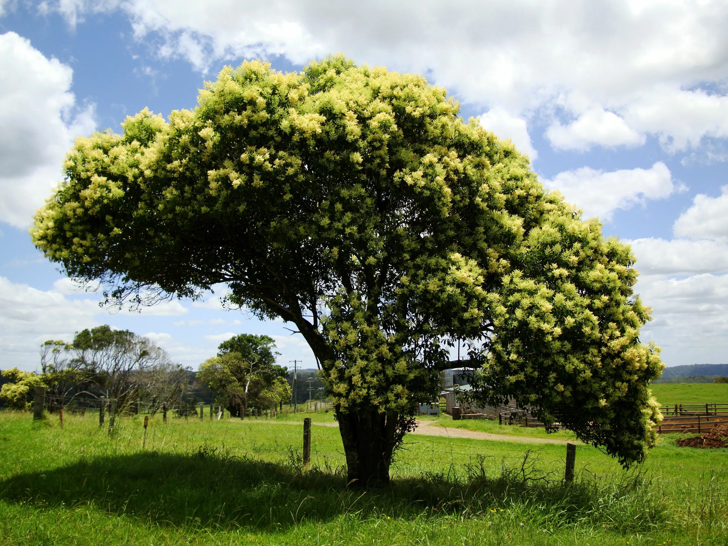 Растения деревья фото Pin by Fabian Rensch on Trees Flowering trees, Plants, Garden