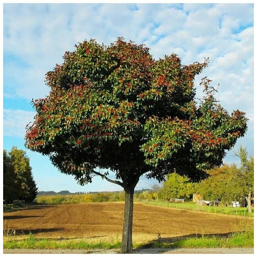 Растения деревья фото Боярышник крупноплодный (лат. Crataegus aestivalis) семена 25шт - купить по выго