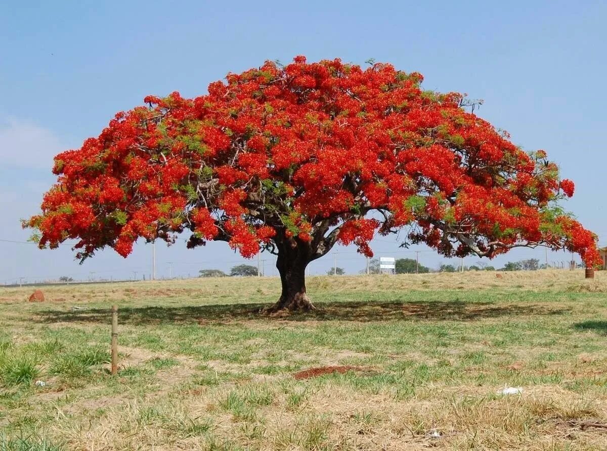 Растения деревья фото Jacaranda Mimosifolia ( FLAMBOYAN RED) TREE LIVE 4''-8'' (Delonix regia) eBay