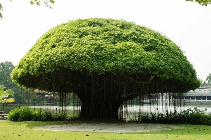 Растения деревья фото Image result for banyan tree Banyan tree, Tree, Beautiful tree