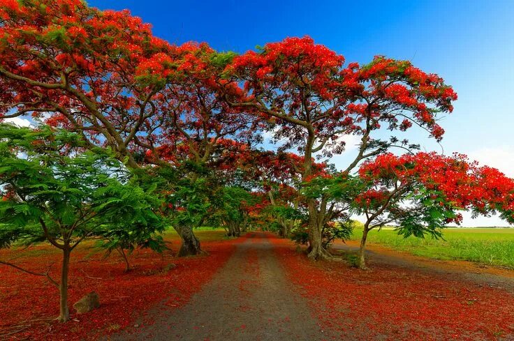 Растения деревья фото Church Planting in Puerto Rico: Red Flame Flower Trees of Puerto Rico Flowering 