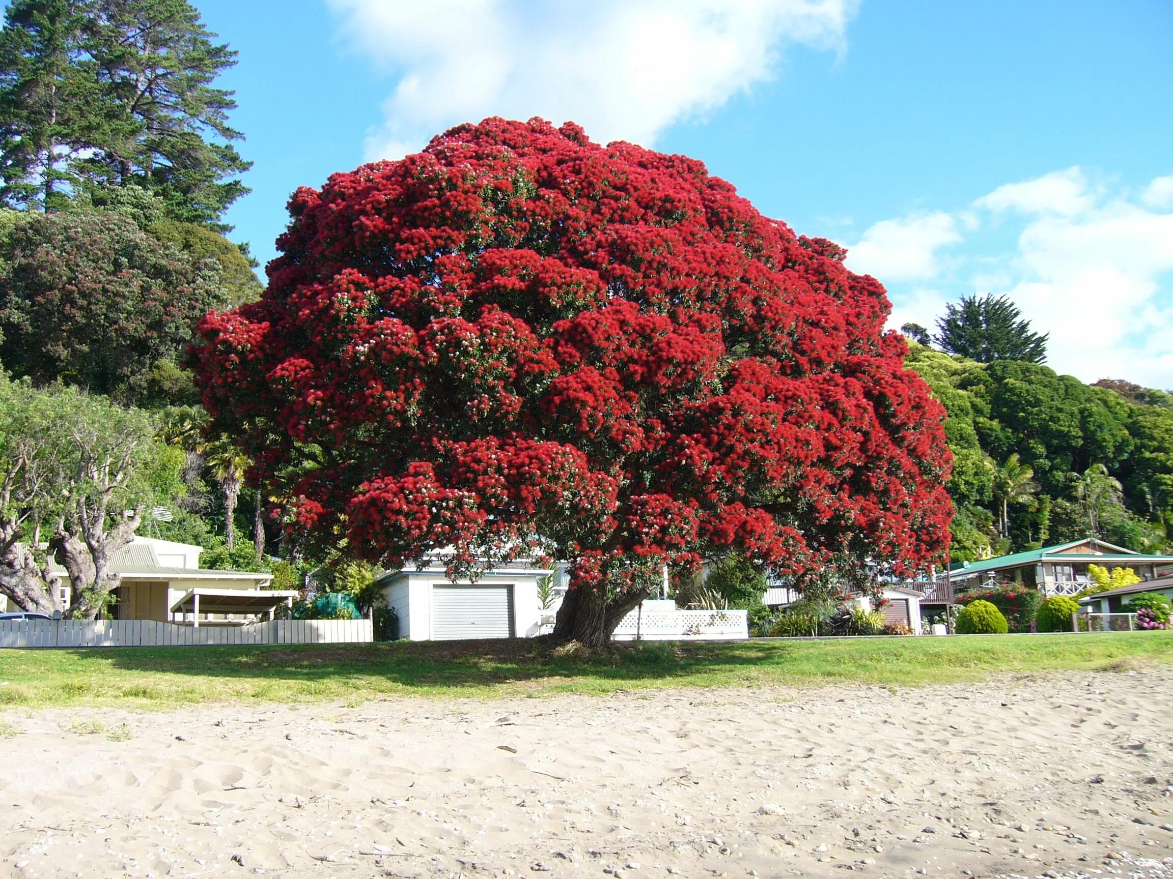 Растения деревья фото New Zealand's Christmas tree, the Polhutukawa. Tree seeds, Street trees, Small g