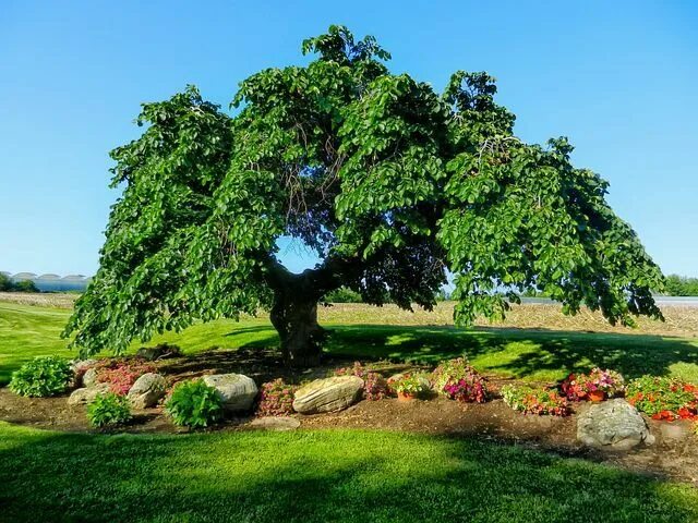 Растения деревья фото Camperdown Elm, Tree, Landscape Elm tree, Flower landscape, Flowering pear tree