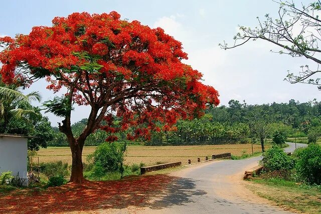 Растения деревья фото No.1 - Worlds Best Flowering Trees Flowering trees, Landscaping water feature, D