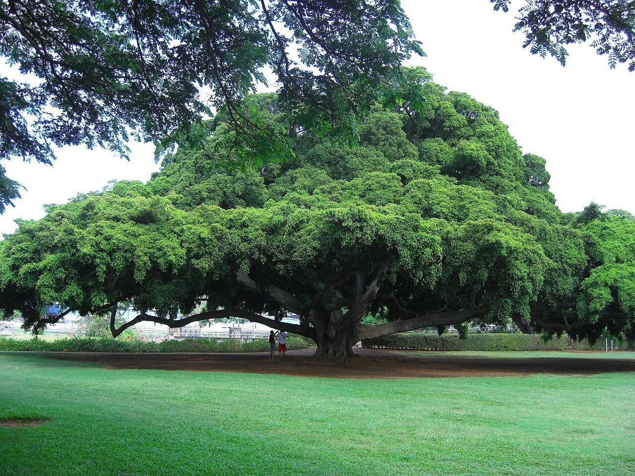 Растения деревья фото Attention all "Tree huggers" Discover Honolulu's Exceptional Trees