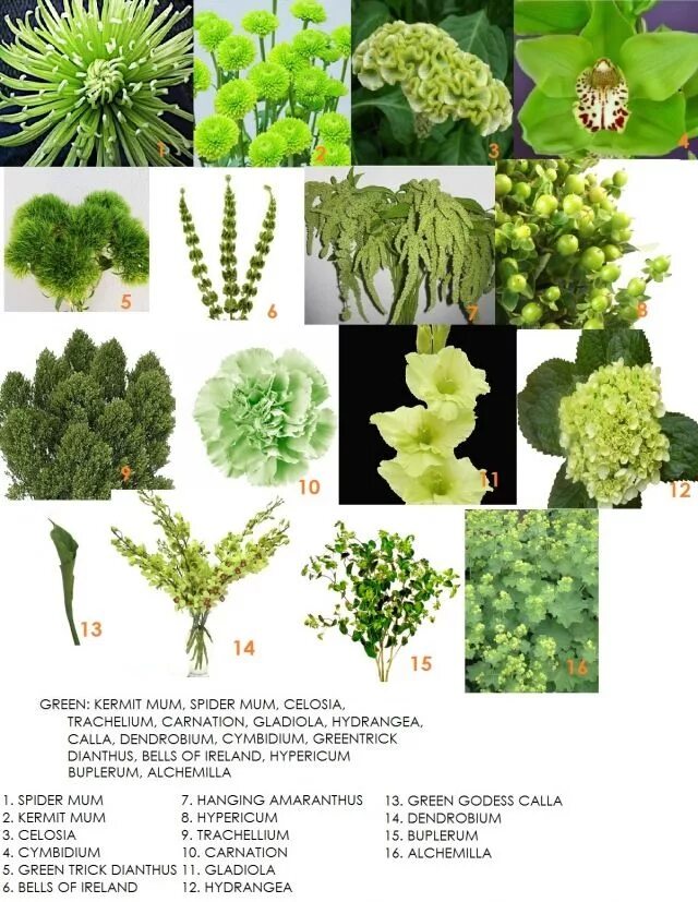 Растения для букетов названия и фото a guide to green flowers Green flowers, Flower arrangements, Beautiful flowers