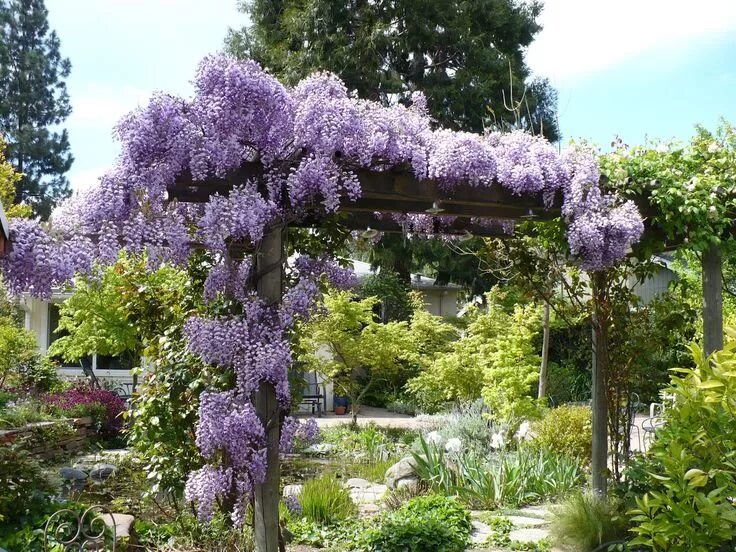 Растения для дачи фото и названия Lois Miller's Greenspeak: The Care and Feeding of Wisteria Wisteria plant, Garde