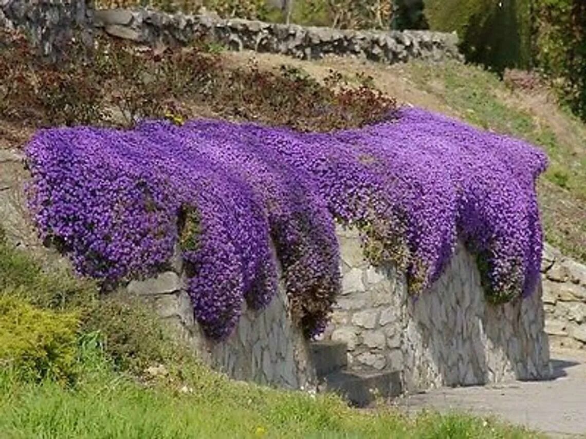 Растения для дачи фото и названия ROCK CRESS MIX - 600 SEEDS - Aubrieta cultorum - ROCKERY FLOWER groundcover eBay