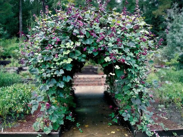 Растения для дачи фото и названия Casa Mariposa: Maybe a Pepper, Maybe a Bean Hyacinth bean vine, Garden vines, Pl