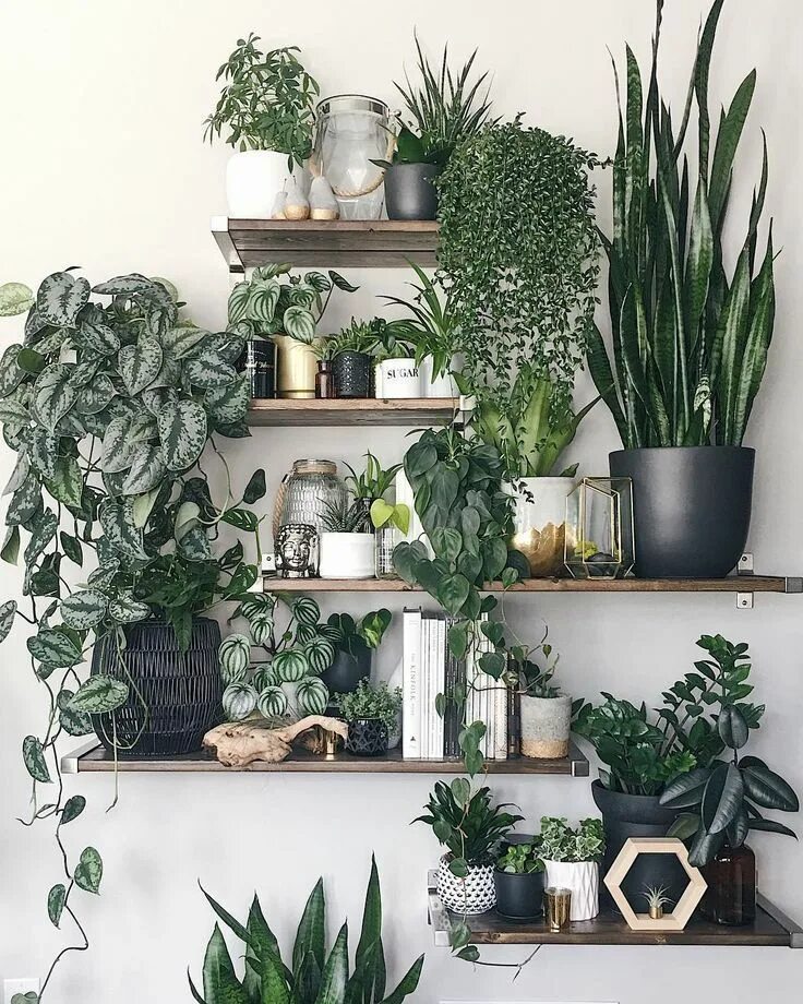 Растения для декора дома Shelving and display ideas spotted on Instagram offering inspiration for your ho