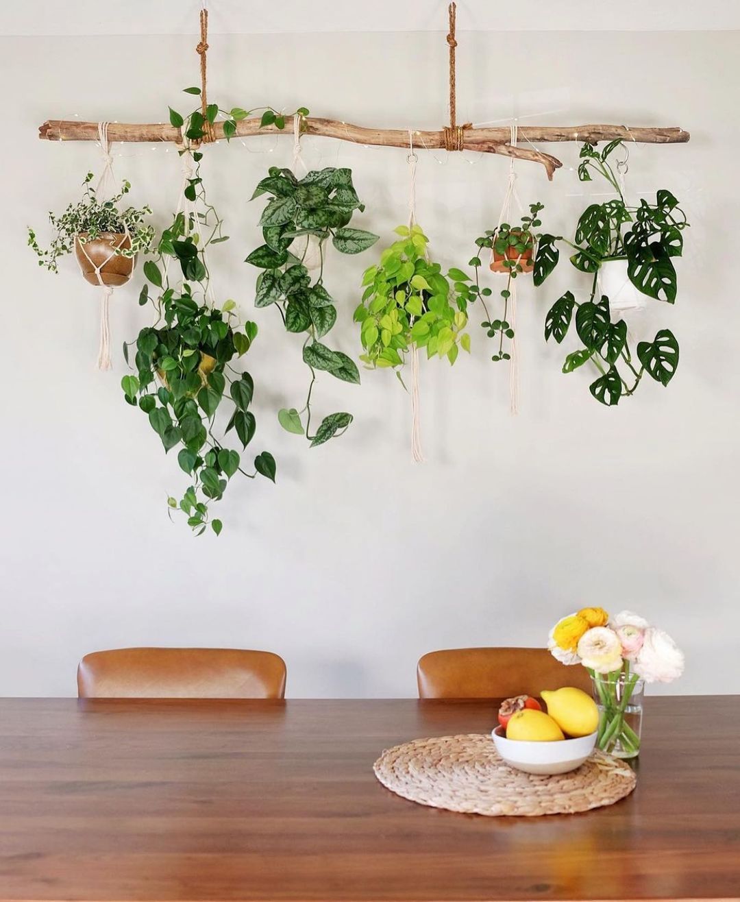 Растения для декора дома Gefällt 4,457 Mal, 34 Kommentare - House Plant Club (@houseplantclub) auf Instag