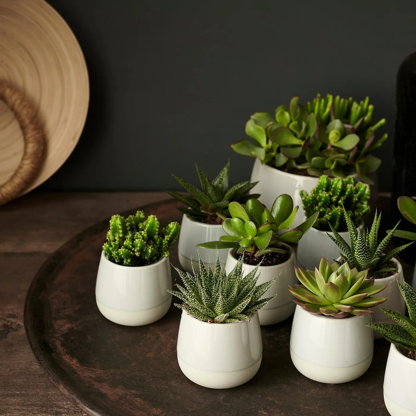 Растения для декора дома Комнатное растение в горшке, серый 6 см IKEA SUCCULENT СУККУЛЕНТЫ 503.719.08 куп