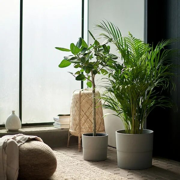 Растения для интерьера москва DYPSIS LUTESCENS potted plant, Areca palm, 24 cm - IKEA