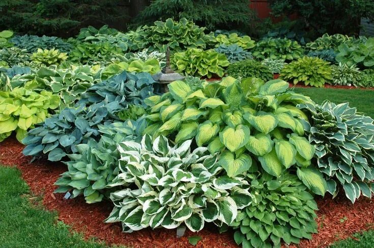 Растения для клумбы фото и названия Hosta Seeds - American Hybrids AKA Platain Lily, White Flowers ,Perennial shade 