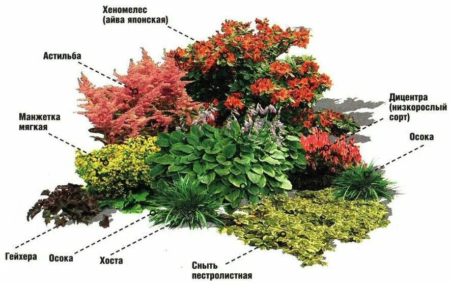 Растения для клумбы многолетние фото и названия 99+) Одноклассники Клумбы, Композиции цветников, Цветник план