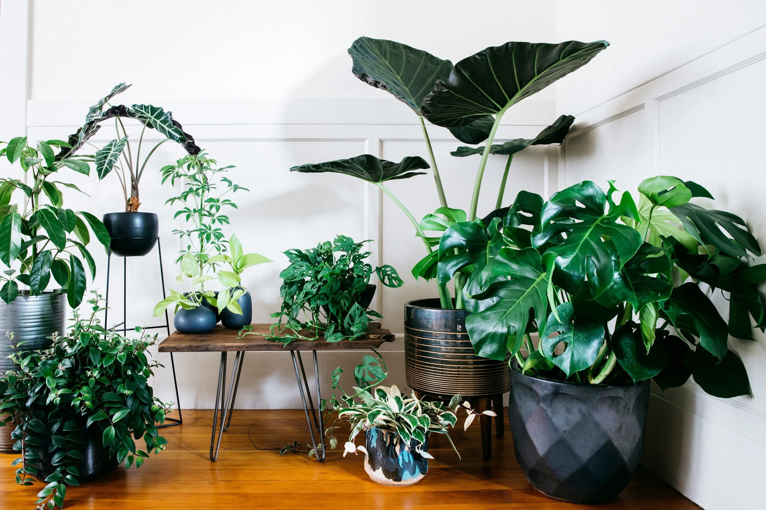 Растения для квартиры фото 19 Ways to Design with Houseplants