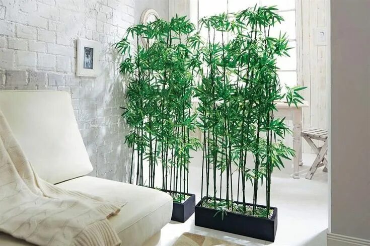 Растения для квартиры фото Smart room dividers that break new boundaries loveproperty.com Bamboo room divid