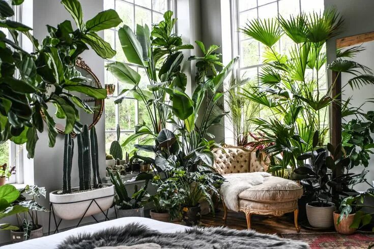 Растения для квартиры фото I'm a Plant Stylist. Here Are 4 Tips to Make a More Peaceful Home' Room with pla