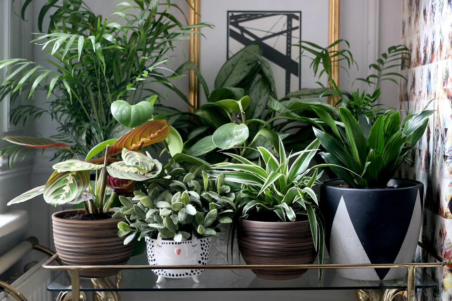 Растения для квартиры фото How to Style Your Home with Plants - Swoon Worthy Plant decor, Plant decor indoo