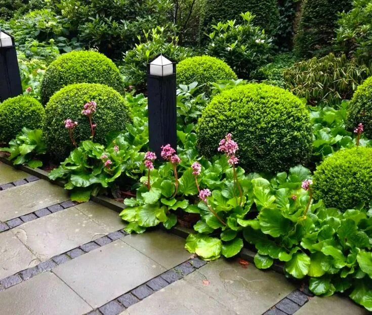 Растения для ландшафтного дизайна Самшит Garden yard ideas, Garden design, Outdoor gardens design