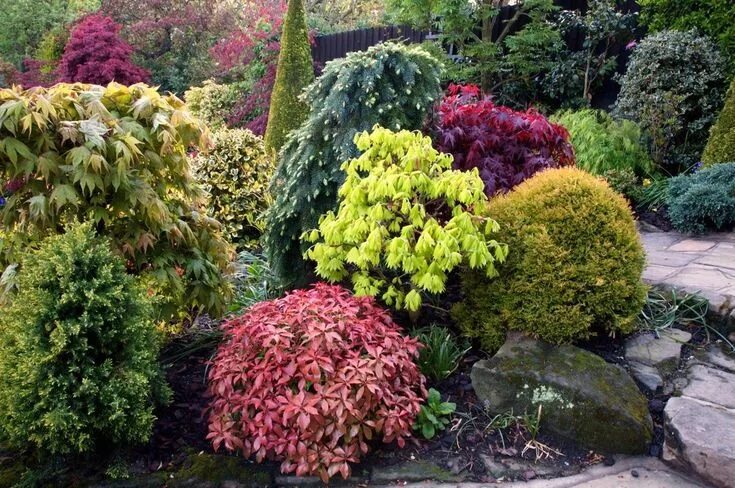 Растения для ландшафтного дизайна фото и названия Английский сад Colorful shrubs, Conifers garden, Evergreen landscape