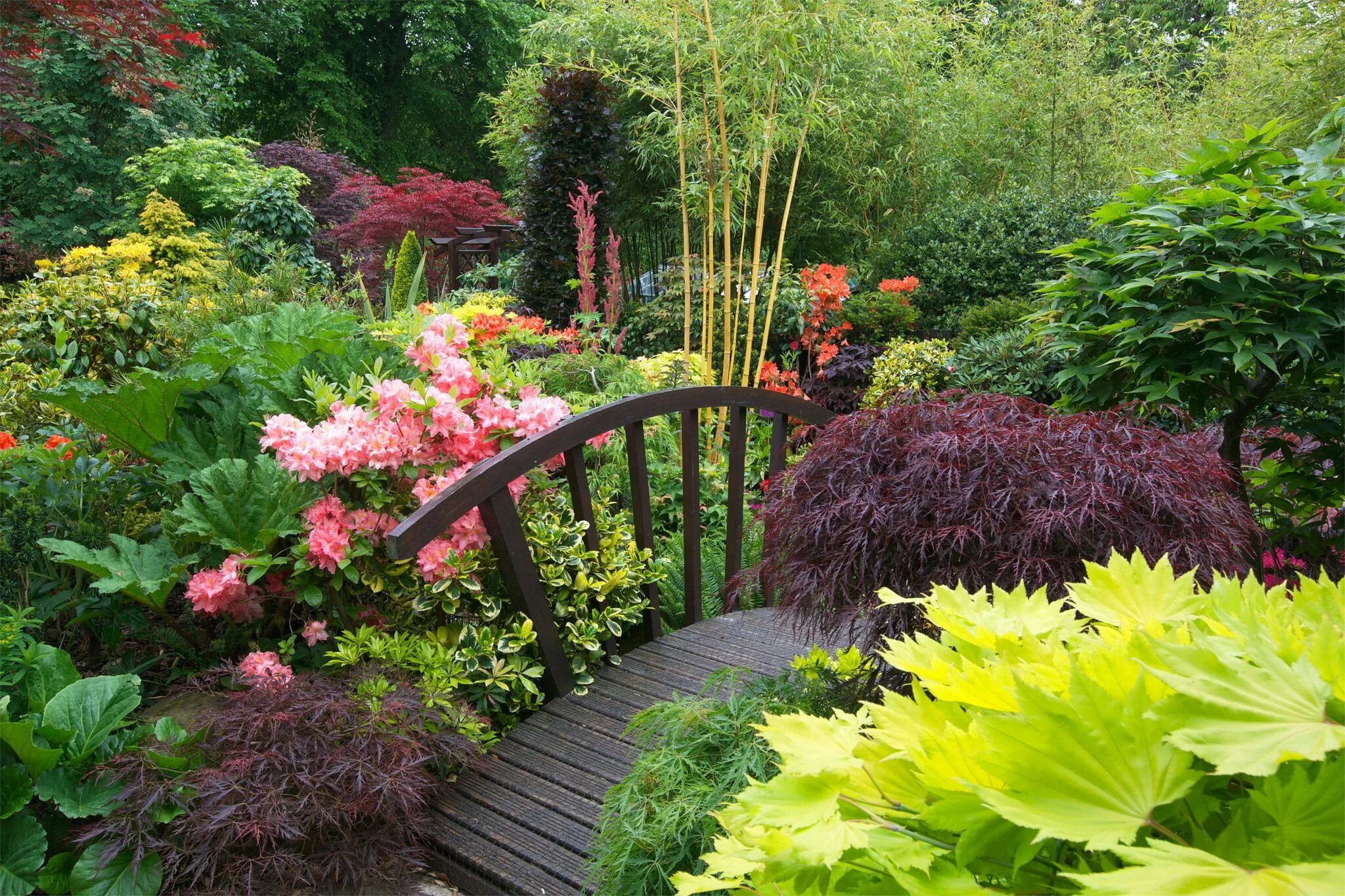 Растения для сада фото Colours of early summer in the middle garden (June 3rd) Most beautiful gardens, 