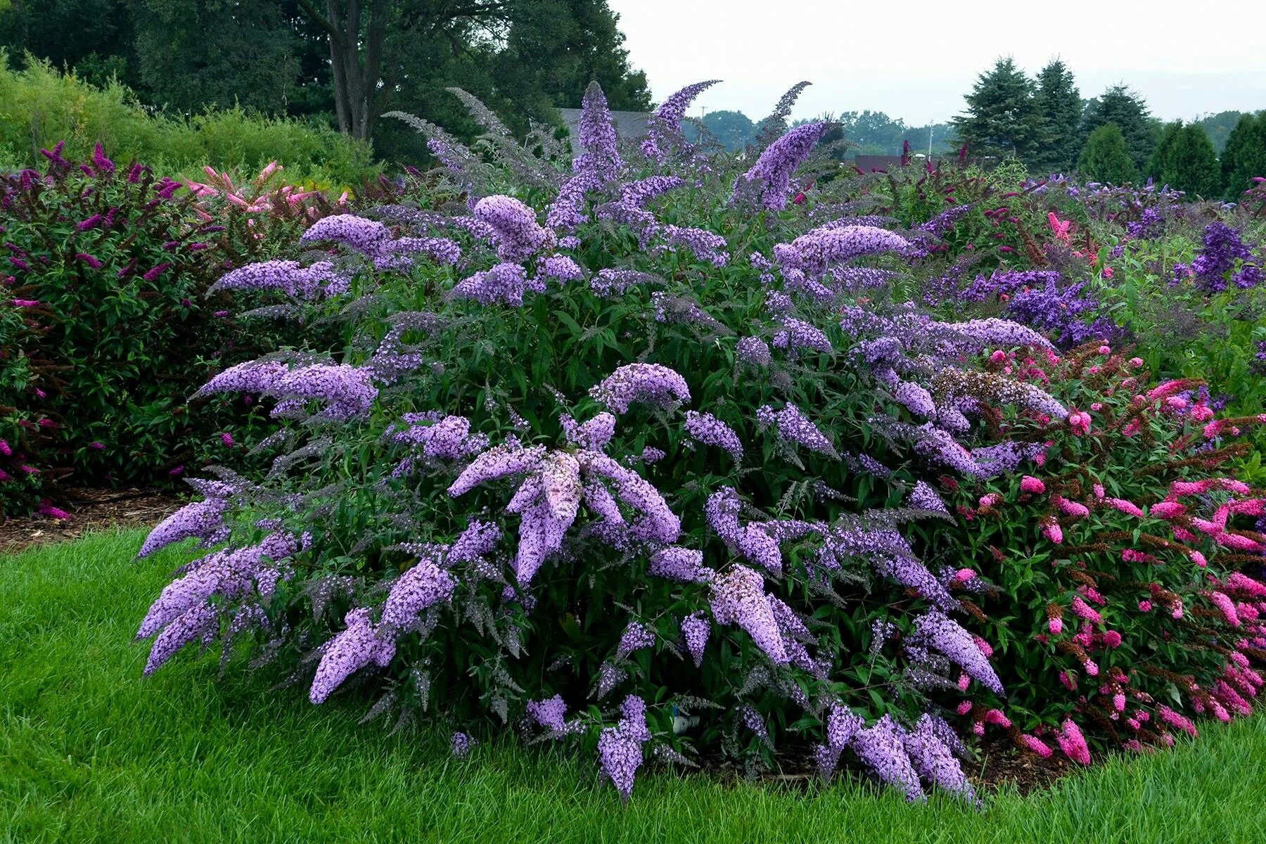 Растения для сада фото и названия Растения медоносы: Buddleja Grand Cascade-Буддлея Гранд Каскад