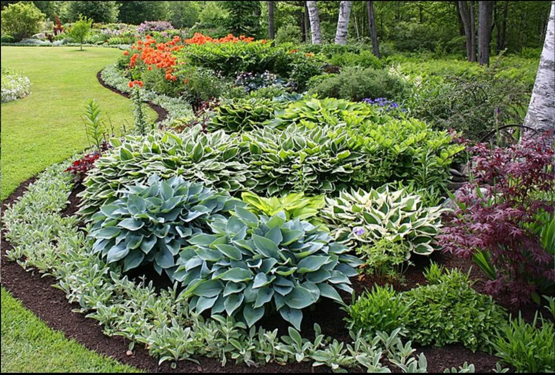 Растения для сада фото и названия Hostas and Lambs Ears Outdoor Plants for Your Backyard Landscaping