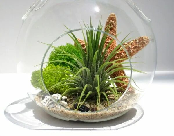 Растения для закрытого флорариума список с фото Simple Ideas for Adorable DIY Terrariums Terrarium diy, Air plant terrarium, Ter