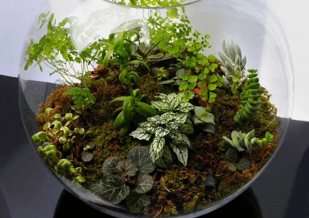 Растения для закрытого флорариума список с фото Kalite Çiçek on X Terrarium plants, Indoor garden, Terrarium